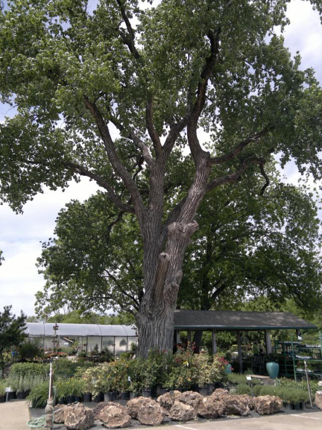 Shades of Green Frisco, TX Nextdoor