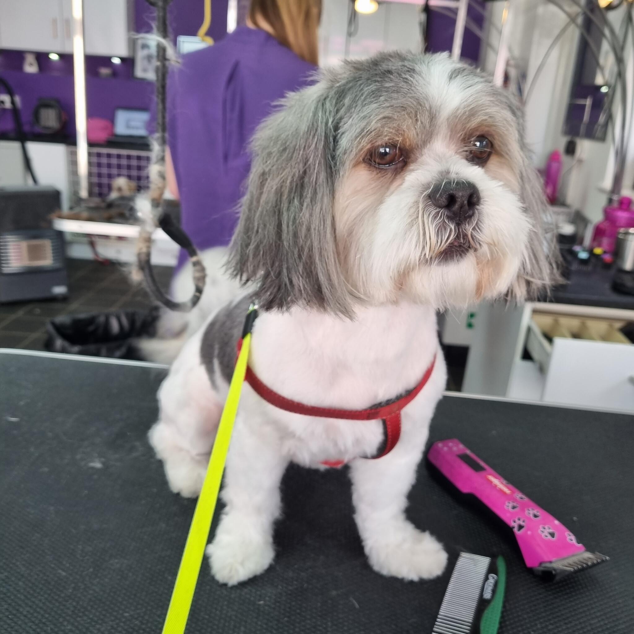 Shih tzu deals grooming bramley