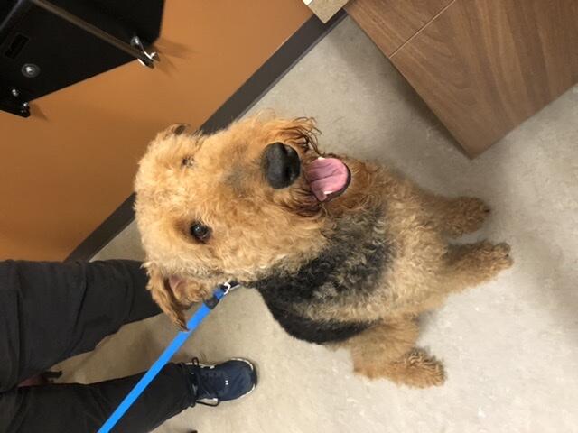 summit animal hospital camas