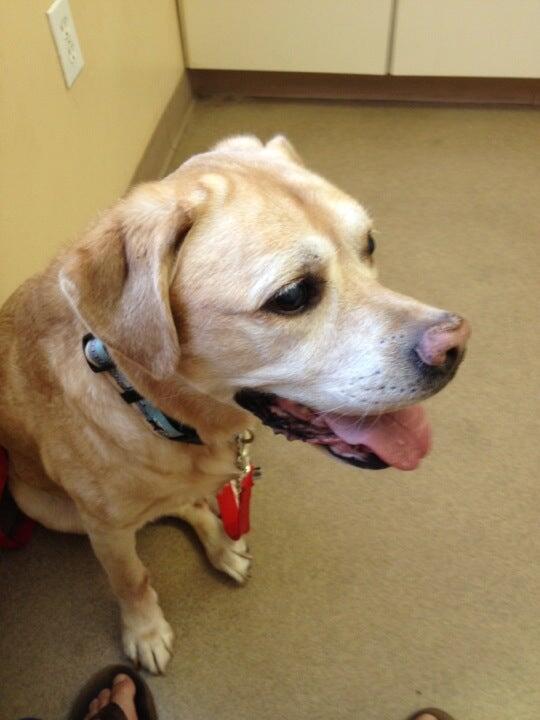 Wake Forest Animal Hospital Wake Forest, NC Nextdoor