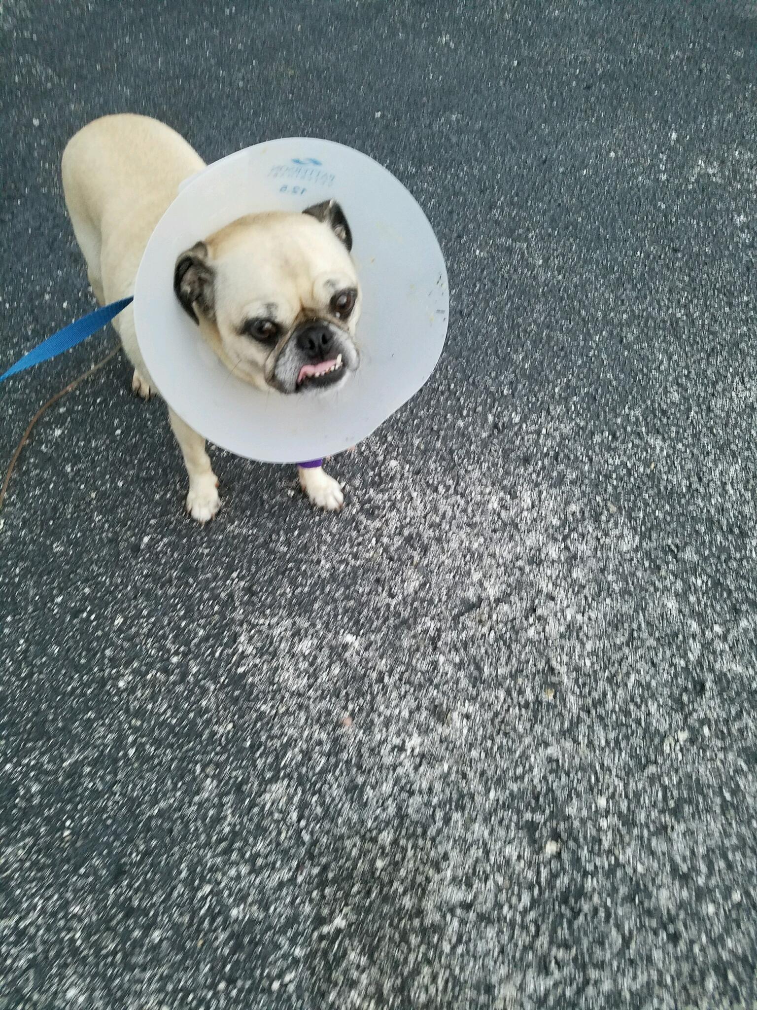 Animal Medical Clinic of Spring Hill