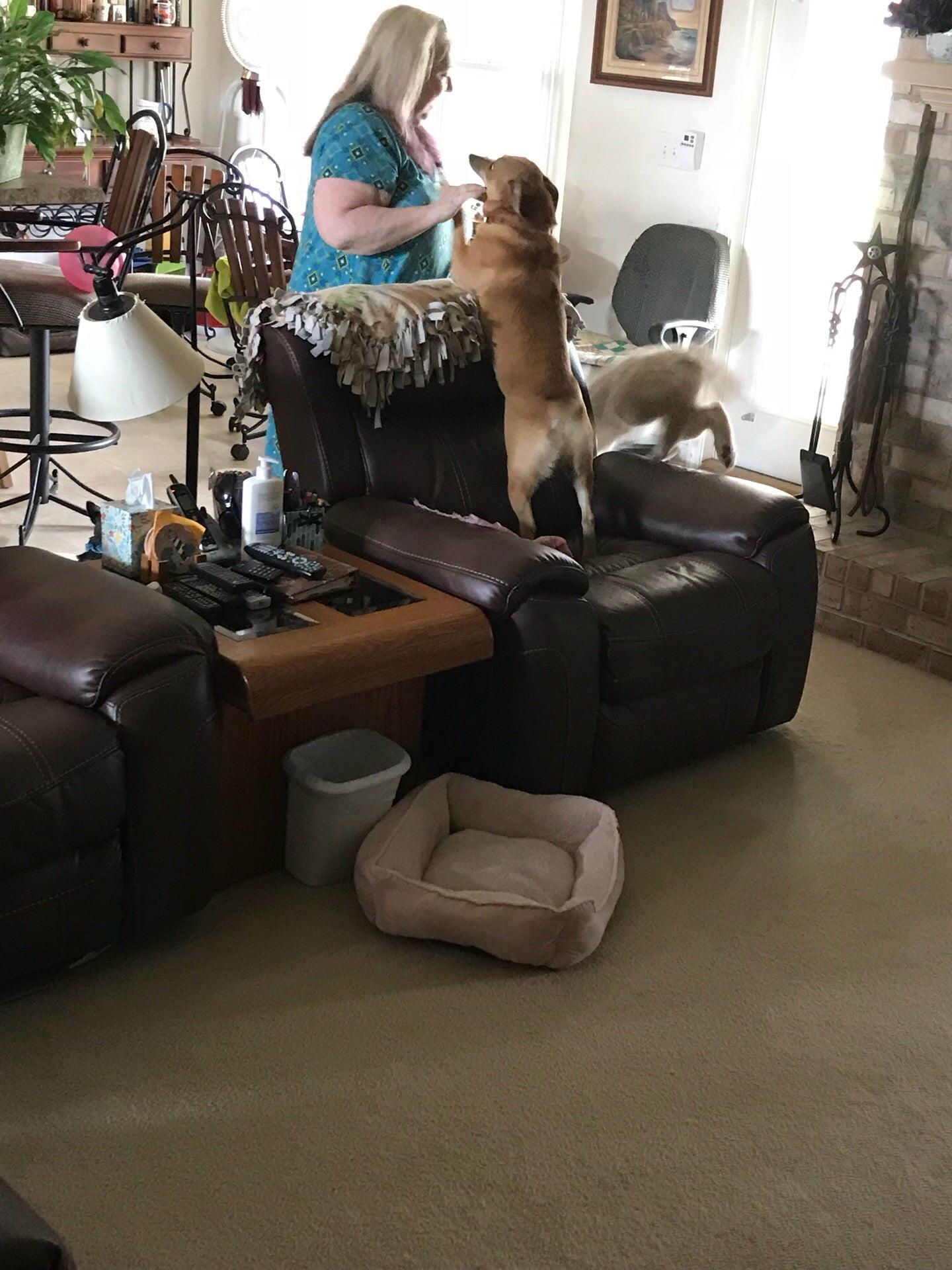 Woodbine Animal Clinic Pace Florida