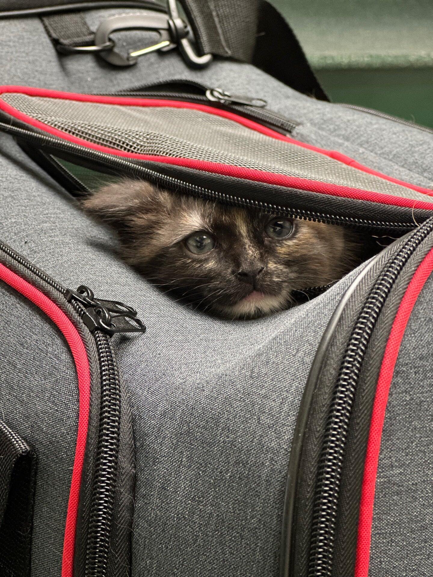 Spay Neuter Project La Los Angeles, CA Nextdoor