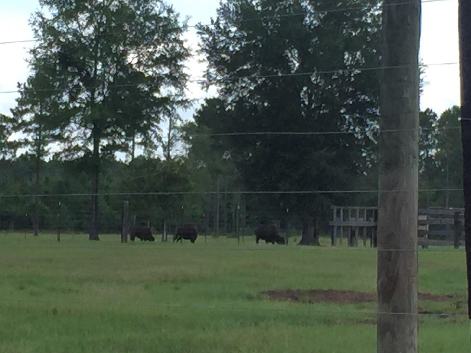 Buffalo Ranch & Trading Post Townsend, GA Nextdoor