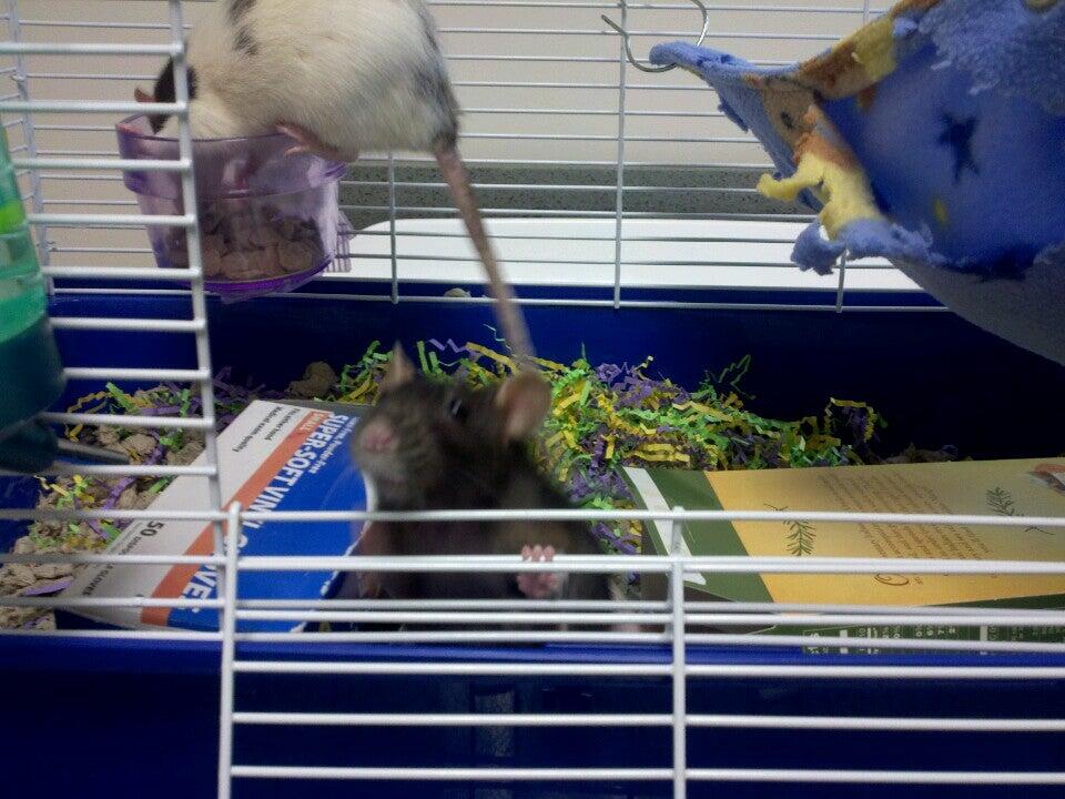 palos animal hospital reviews