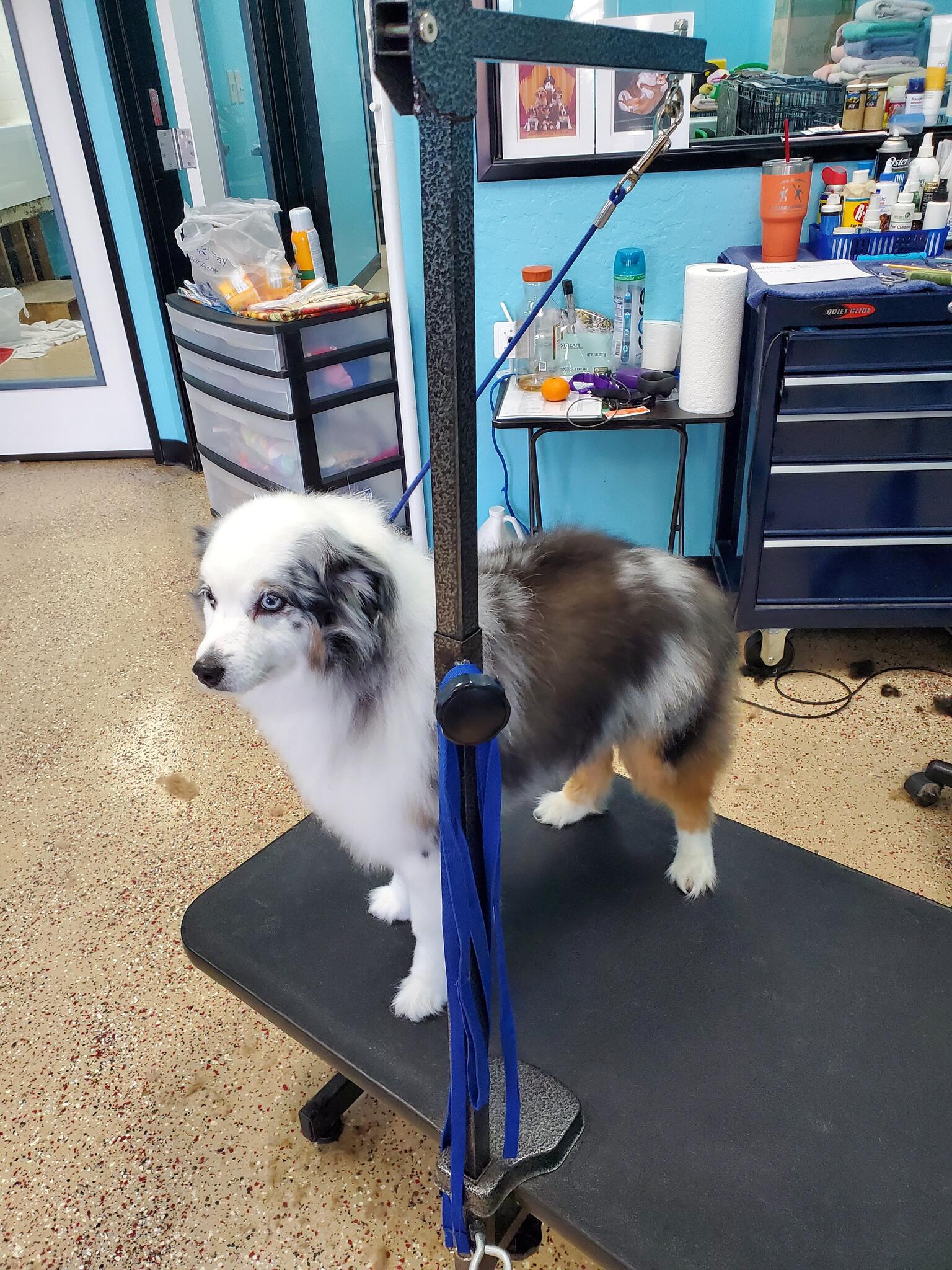 Buy k9 styles pet salon Outlet Black Friday