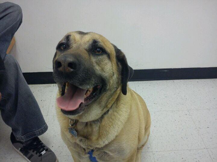 PetSmart Mesa, AZ Nextdoor