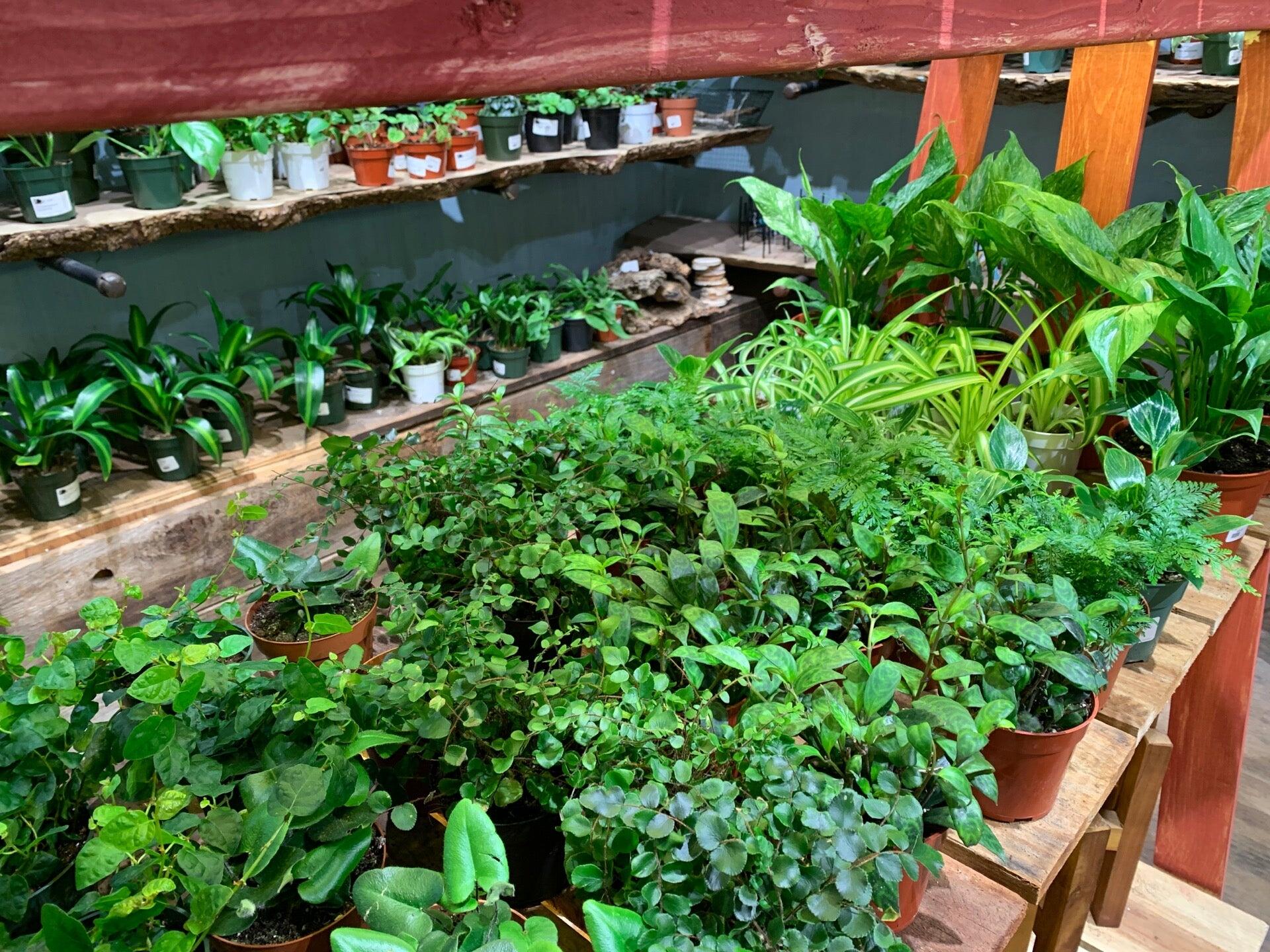 Succulence - San Francisco, CA - Nextdoor