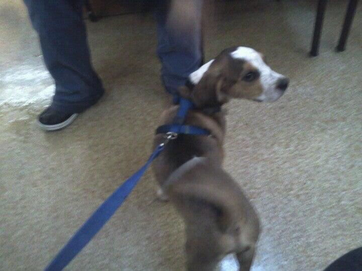 cheyenne pet clinic cheyenne wyoming