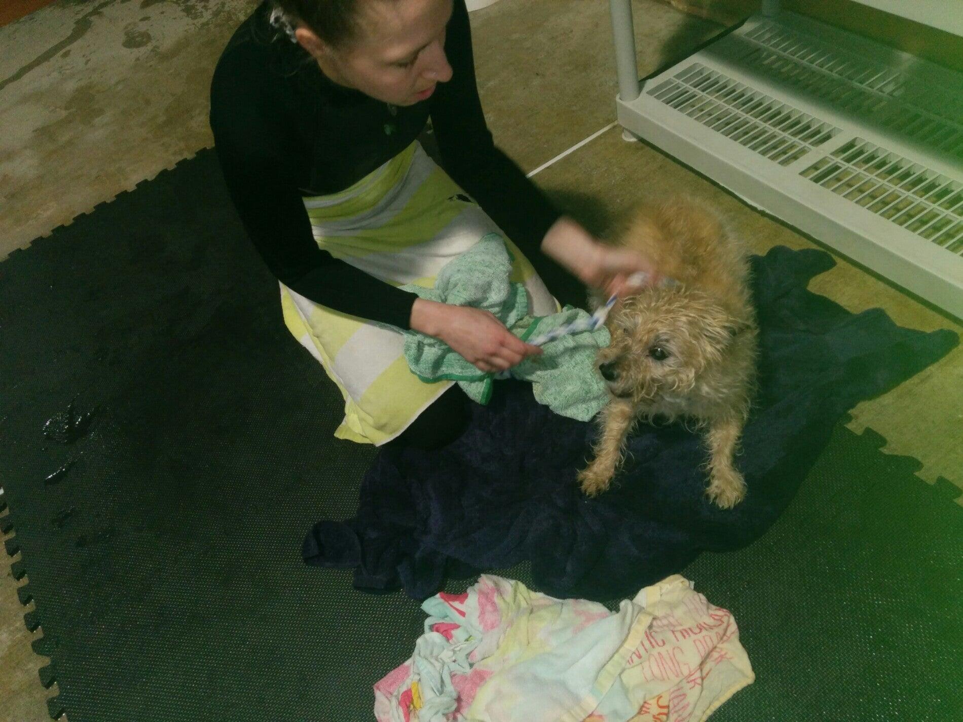 Greenleaf Pet Resort Millstone