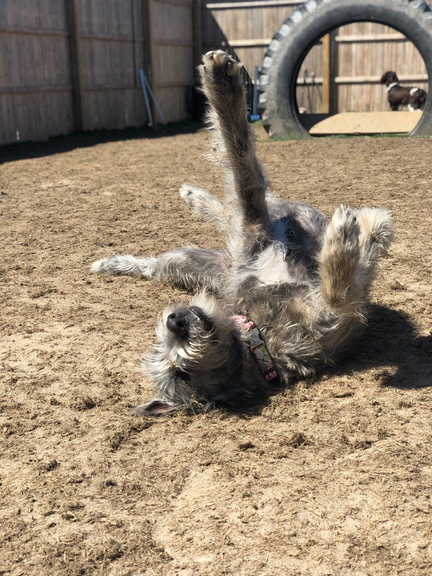 fetch dog co