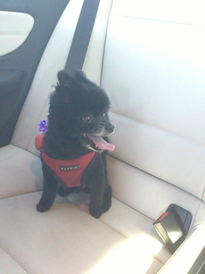 Rosie’s Dog Palace
