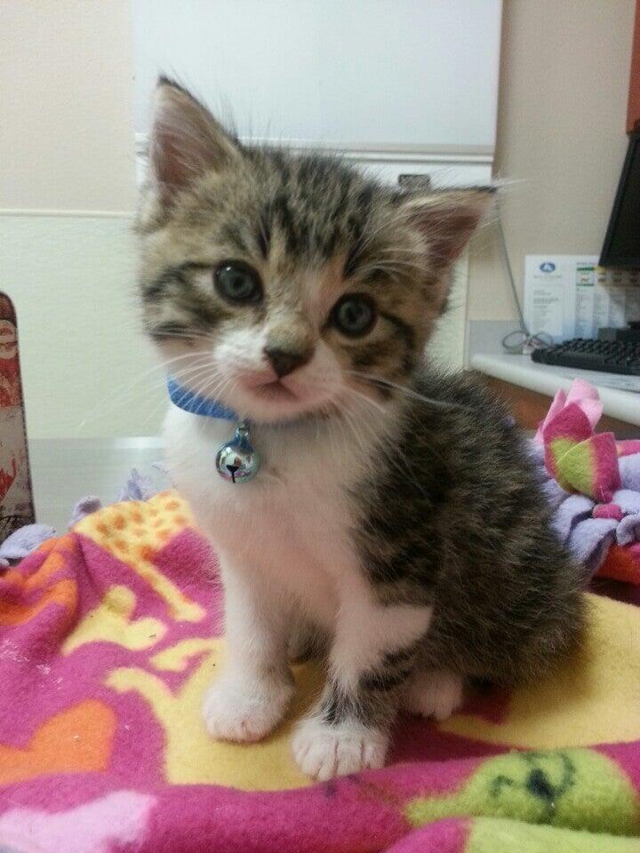 Armstrong Pet Hospital Clovis, CA Nextdoor