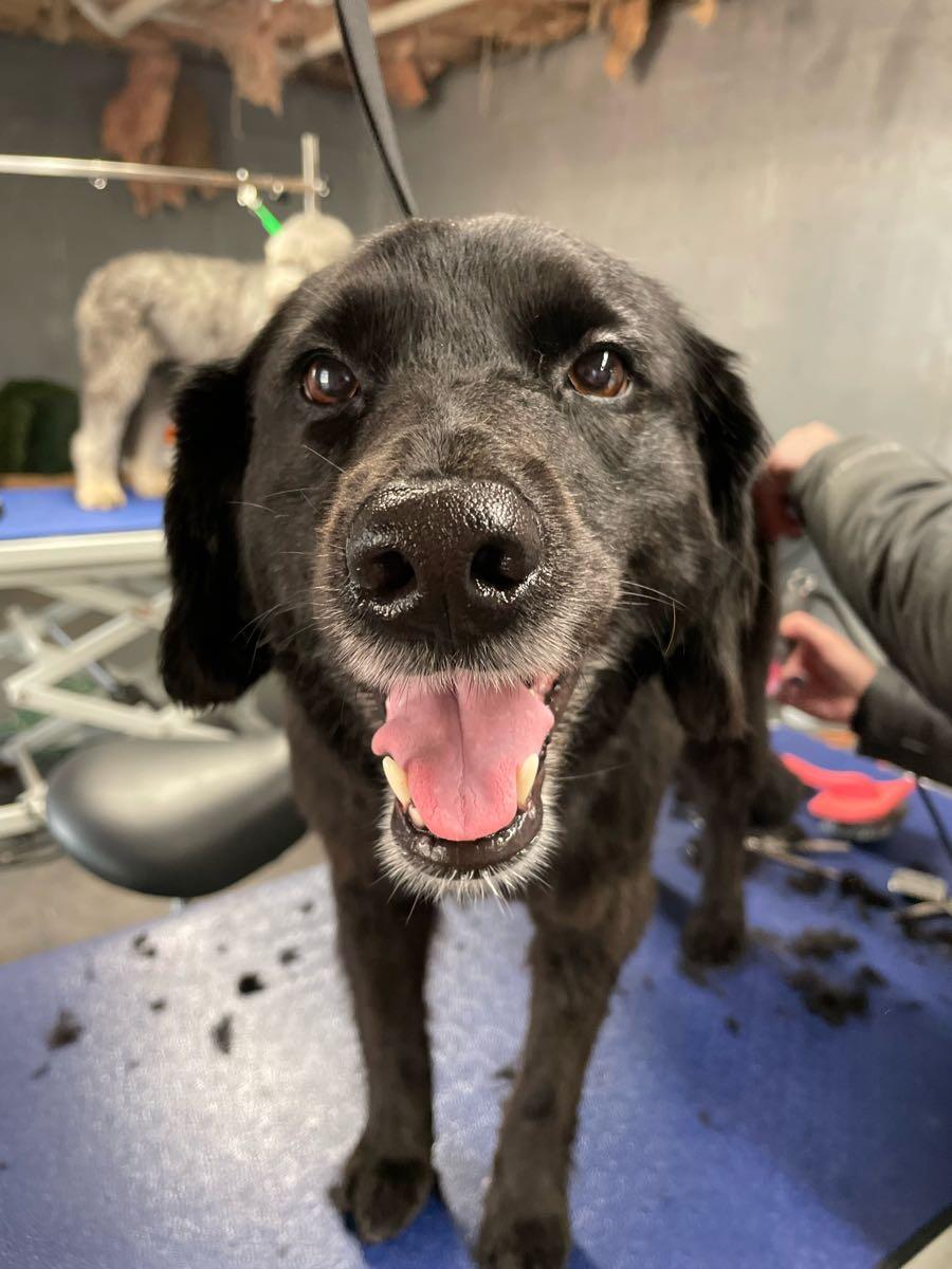 Furrever Fluffy Grooming and Spaw Kennesaw, GA Nextdoor