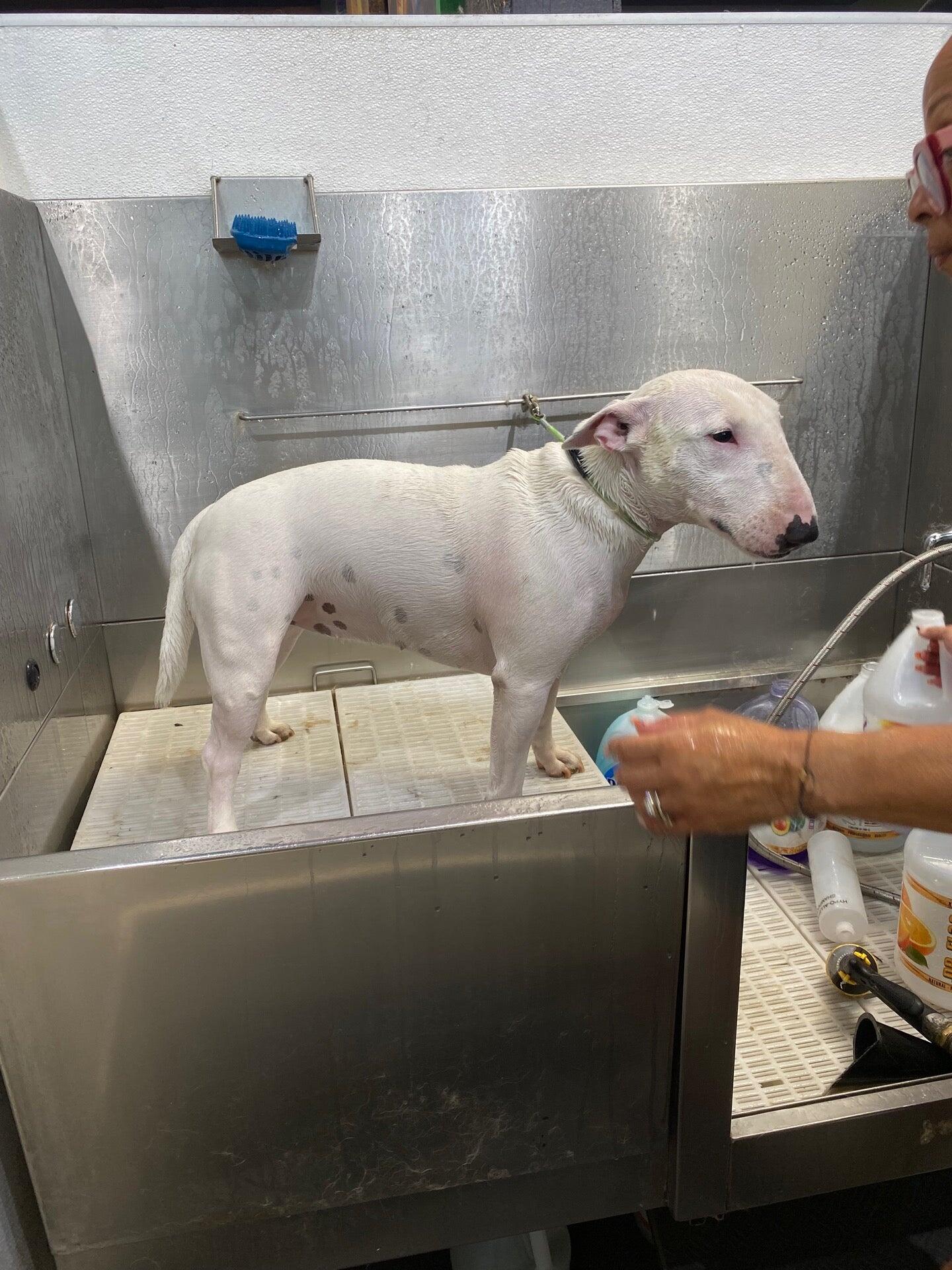 Moon Shine Pet Grooming Los Angeles, CA Nextdoor