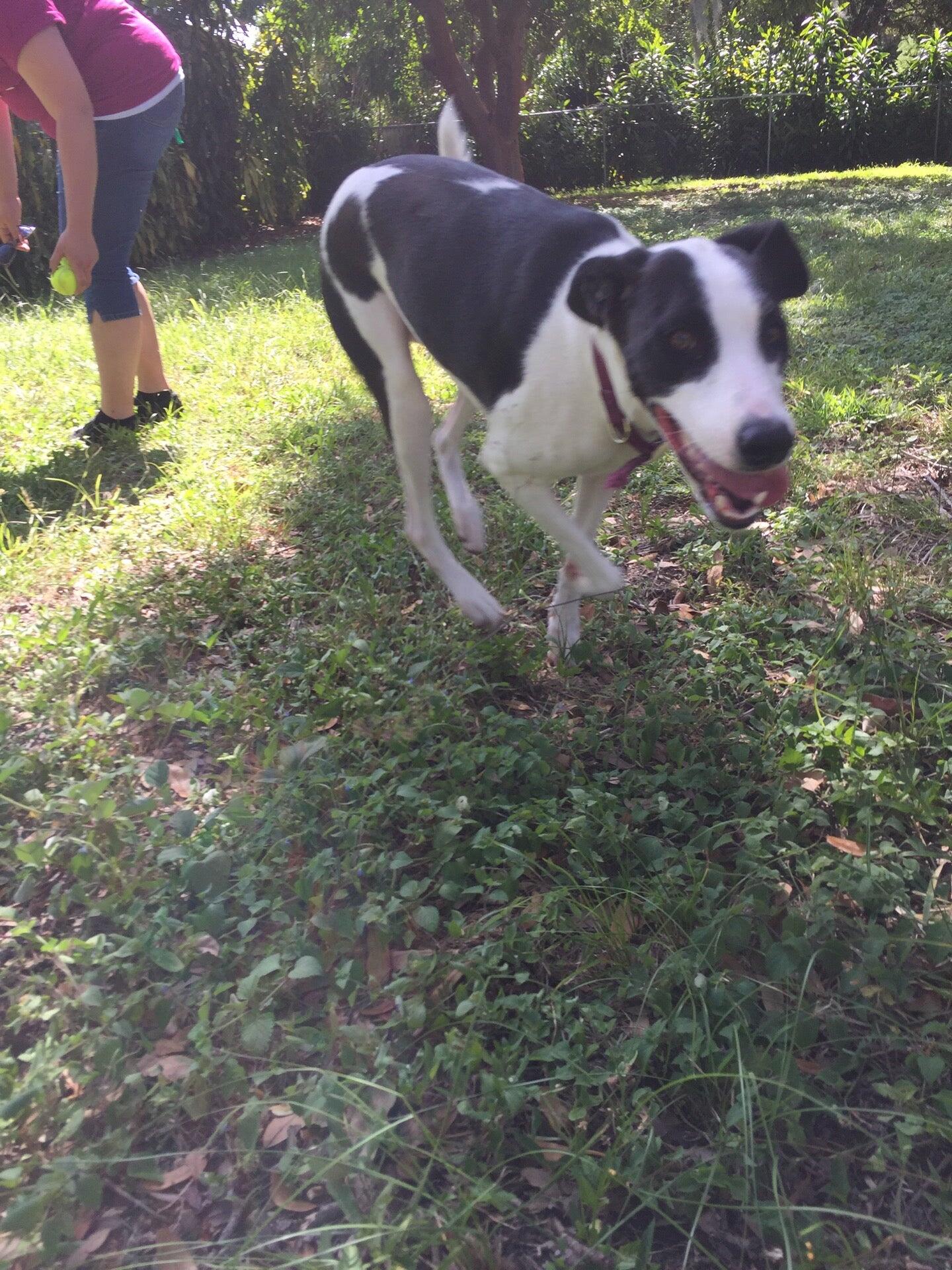 Bishop Animal Shelter Spca