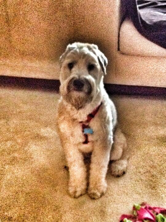 Classy Canine Creations Wheaton, IL Nextdoor