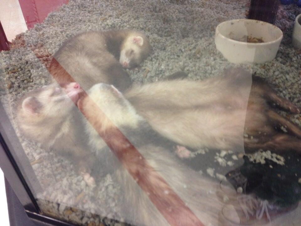 Petco Brookfield, CT Nextdoor