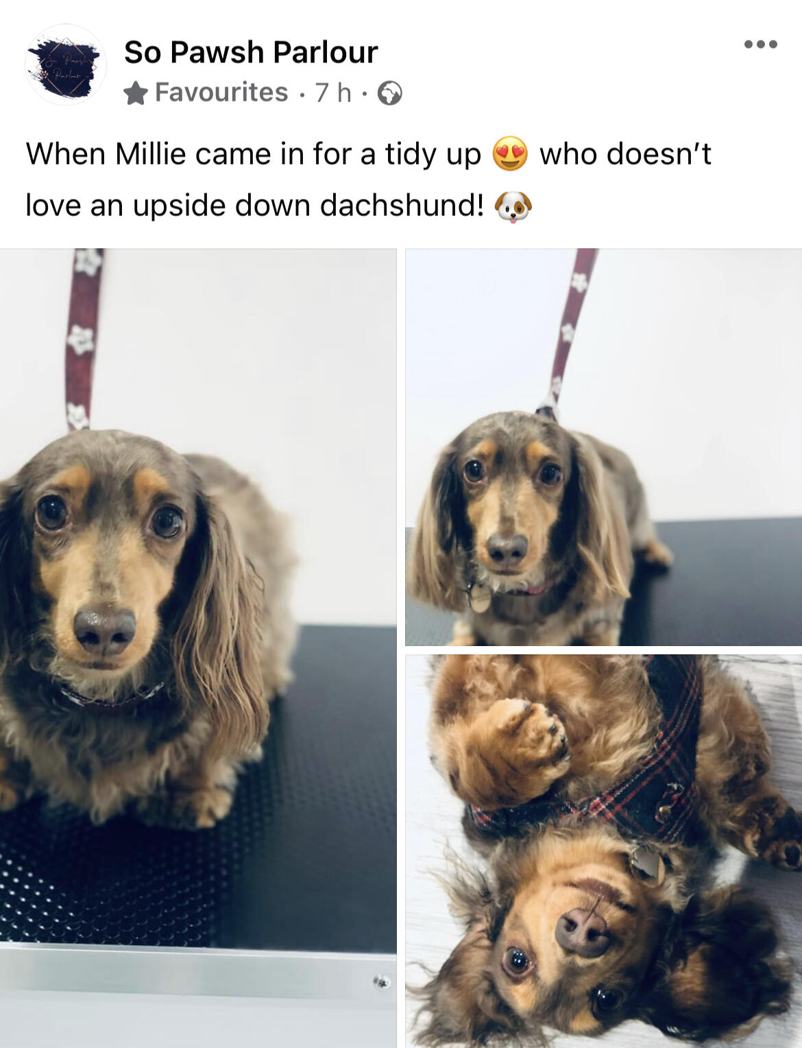 So Pawsh Parlour….Dog Grooming Sheffield, GBENG Nextdoor