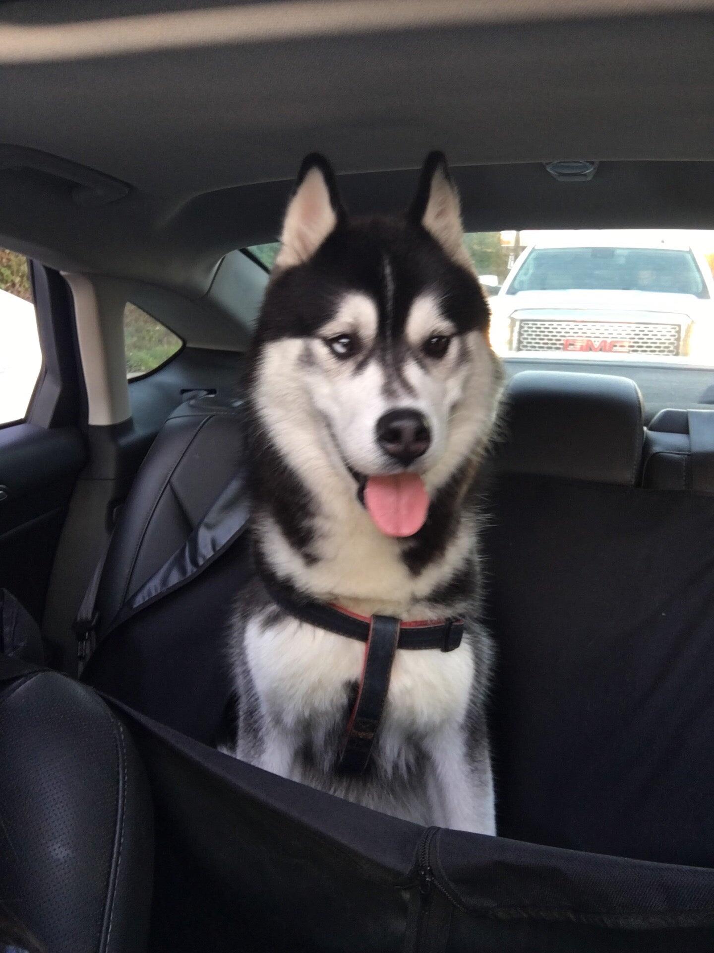 Positive Approach Dog Training WA Nextdoor