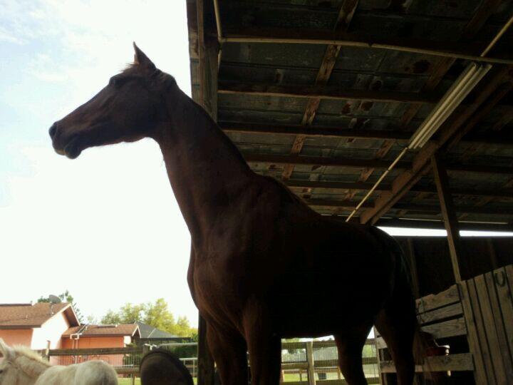 Rivers Edge Pet Resort