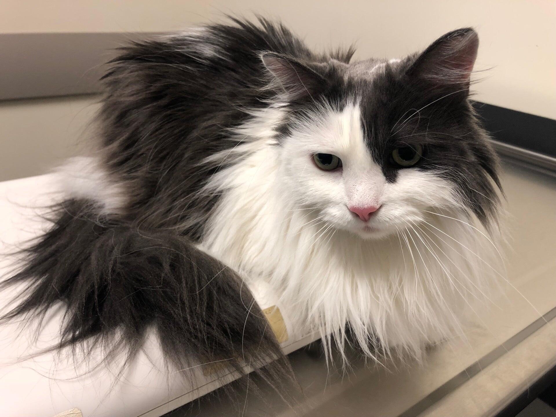 Blue Pearl Veterinary Seattle, WA Nextdoor