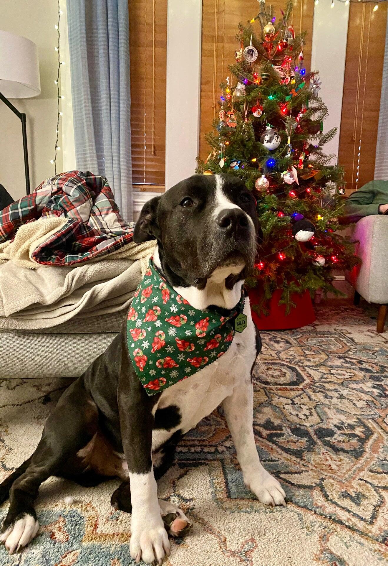 Weymouth Dog Shop East Weymouth, MA Nextdoor