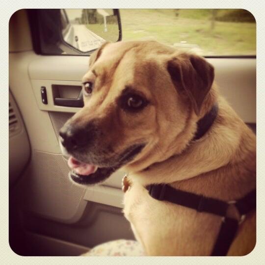 bark avenue pet resort jacksonville fl
