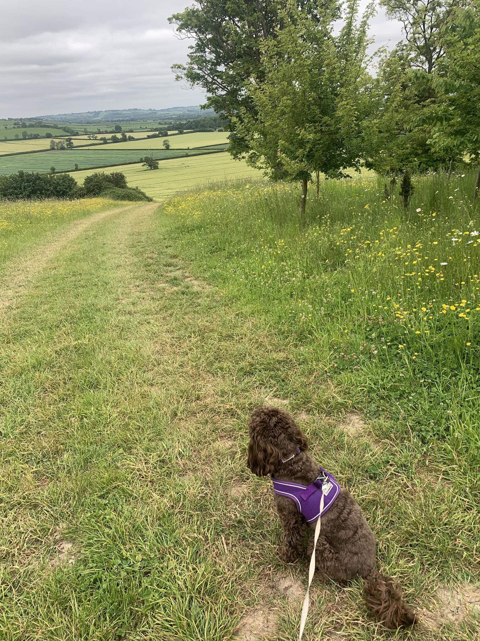Muddy Paws Doggie Day Care & Boarding Aylesbury Nextdoor