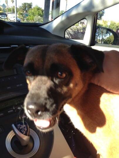 Paradise Pet Resorts