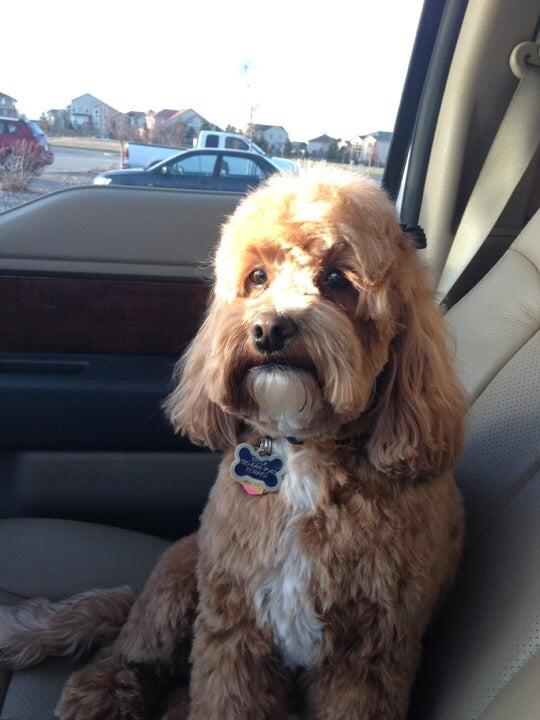 petsmart gartrell