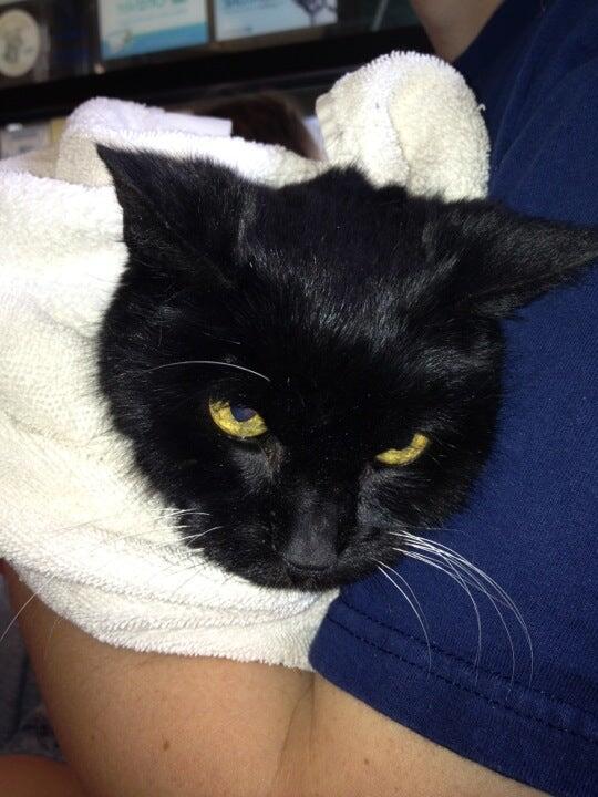 Lyndhurst Animal Clinic Lyndhurst, OH Nextdoor