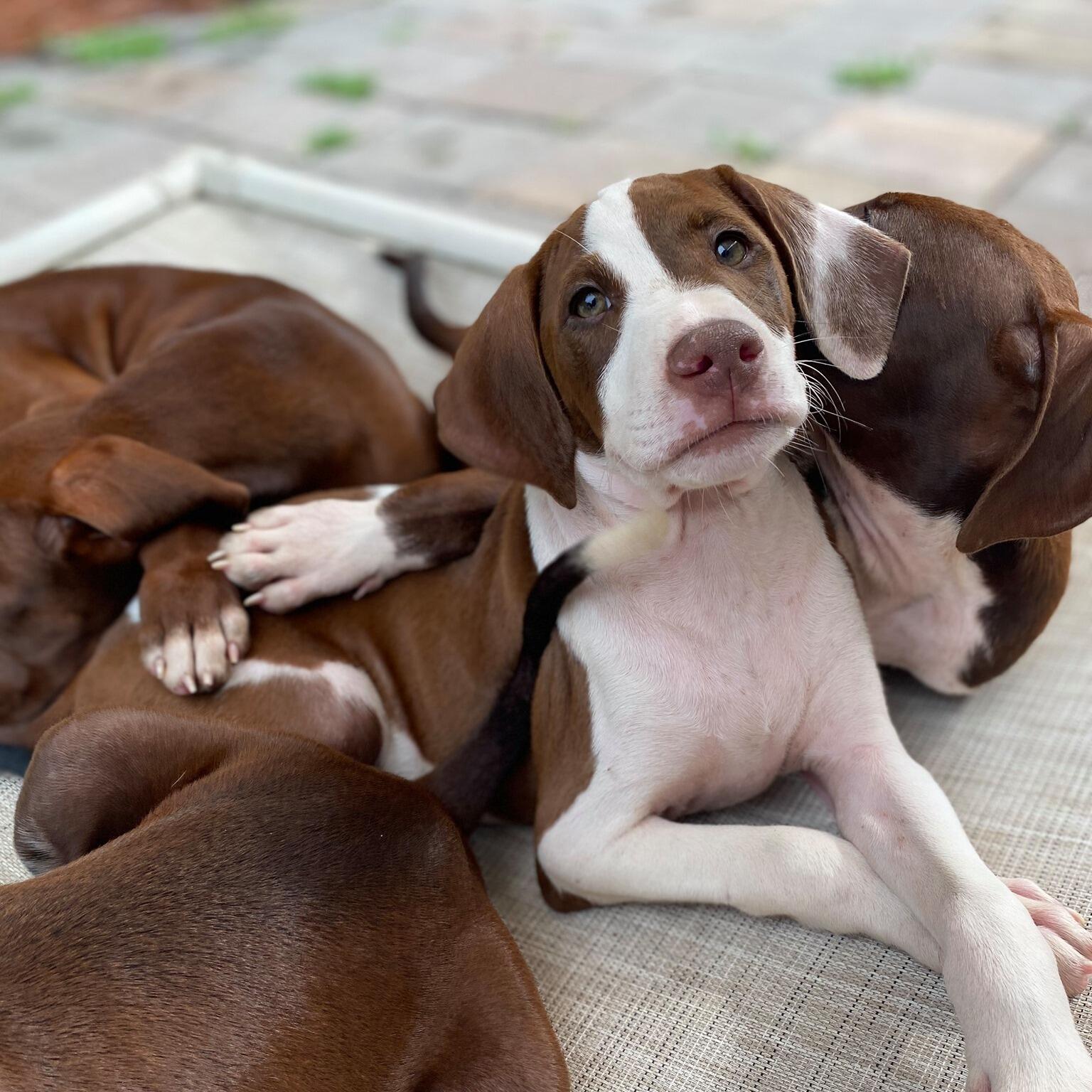 palmetto animal league clinic