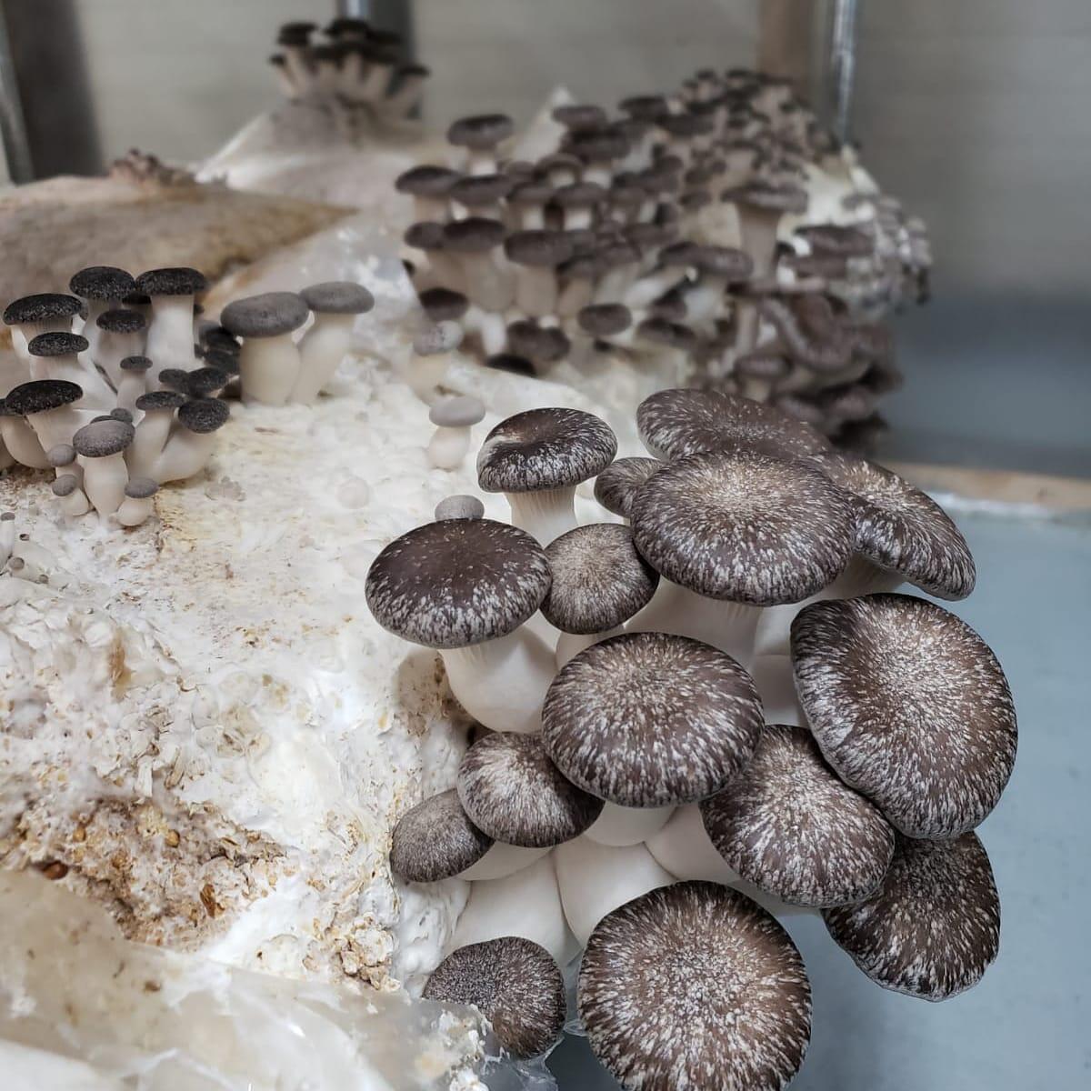 koh samui super strain shroomery koh samui super strain shroomery