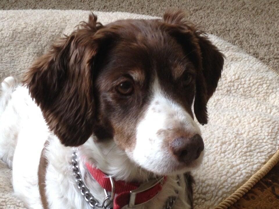 Pampered Pets Ferrysburg, MI Nextdoor