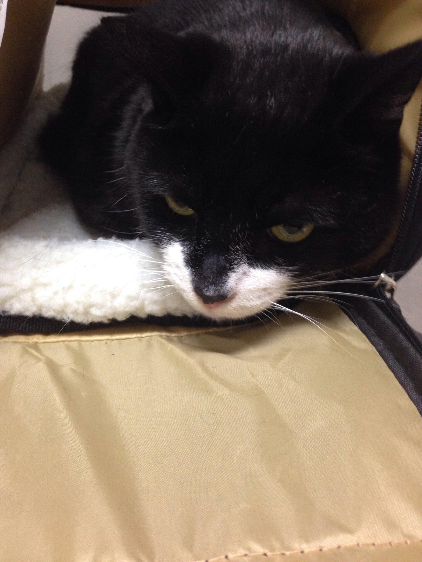 East Wake Animal Hospital Zebulon, NC Nextdoor