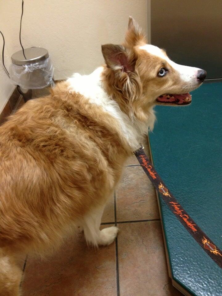 Caring Critters Animal Hospital Apache Junction, AZ Nextdoor