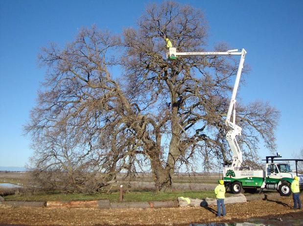 North Valley Tree Service Chico CA Nextdoor