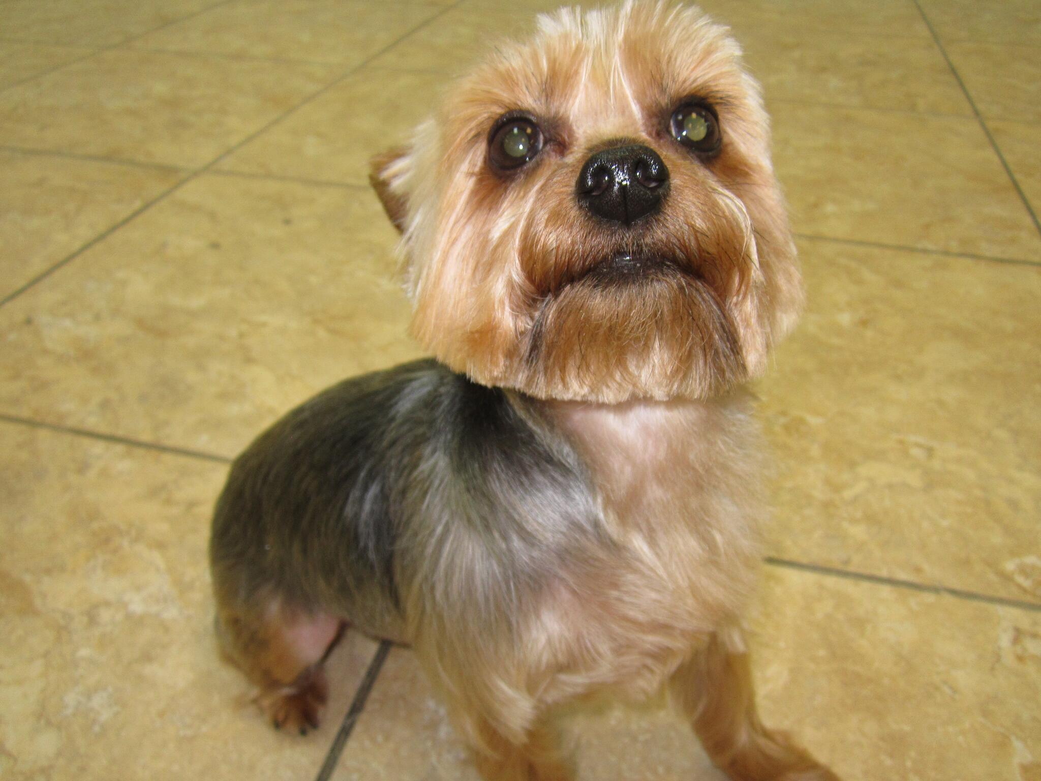 Eldorado Pet Grooming McKinney, TX Nextdoor