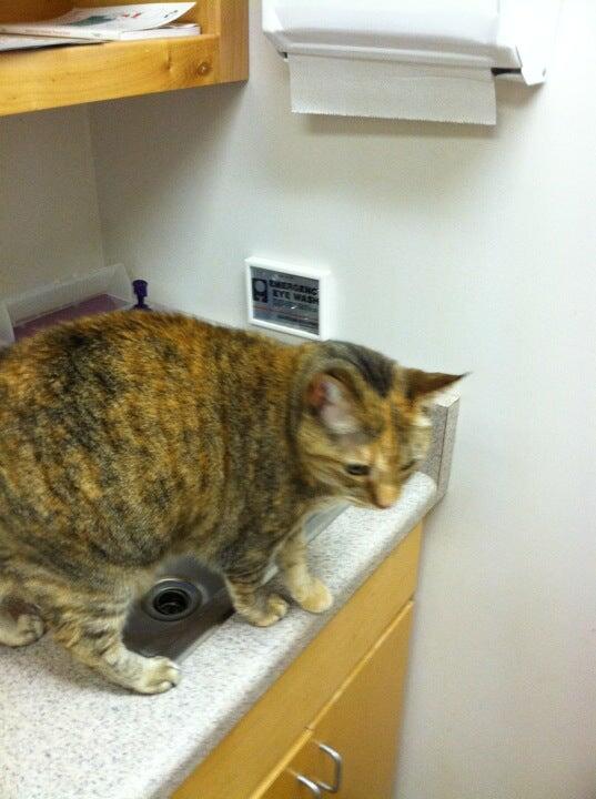 Animal House Veterinary Clinic Clemson, SC Nextdoor