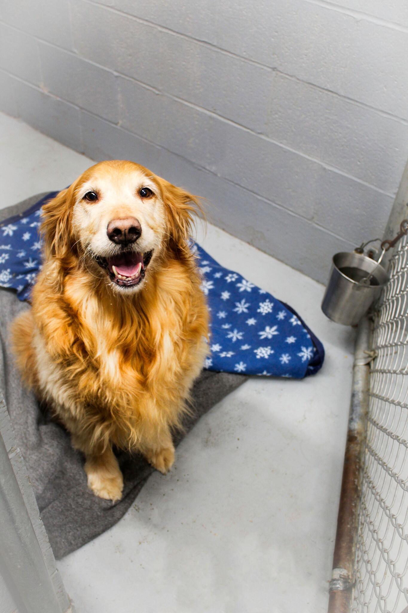 Wheatfield Animal Hospital - North Tonawanda, NY - Nextdoor