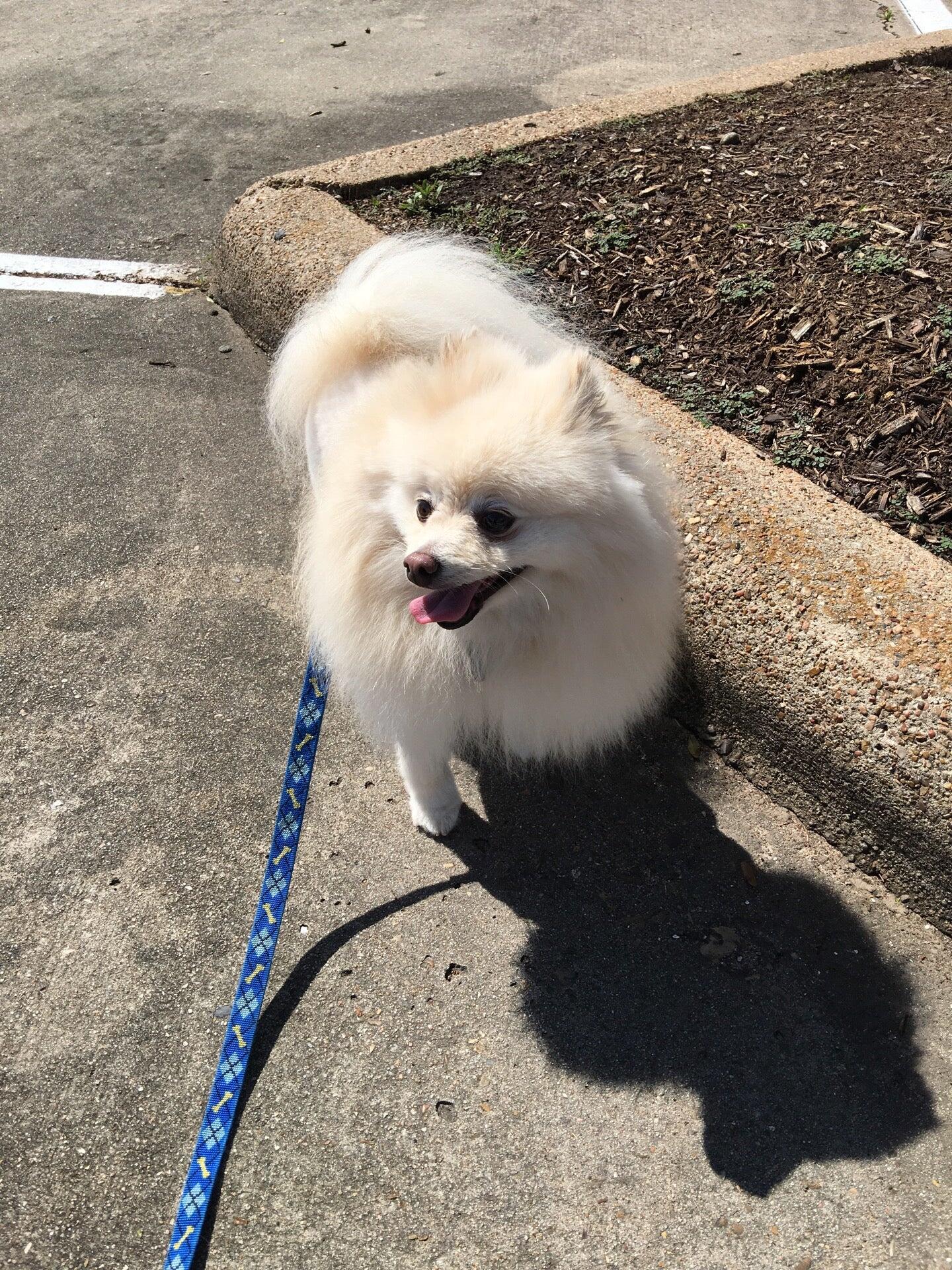 Woof Gang Bakery & Grooming Sienna - Missouri City, TX - Nextdoor