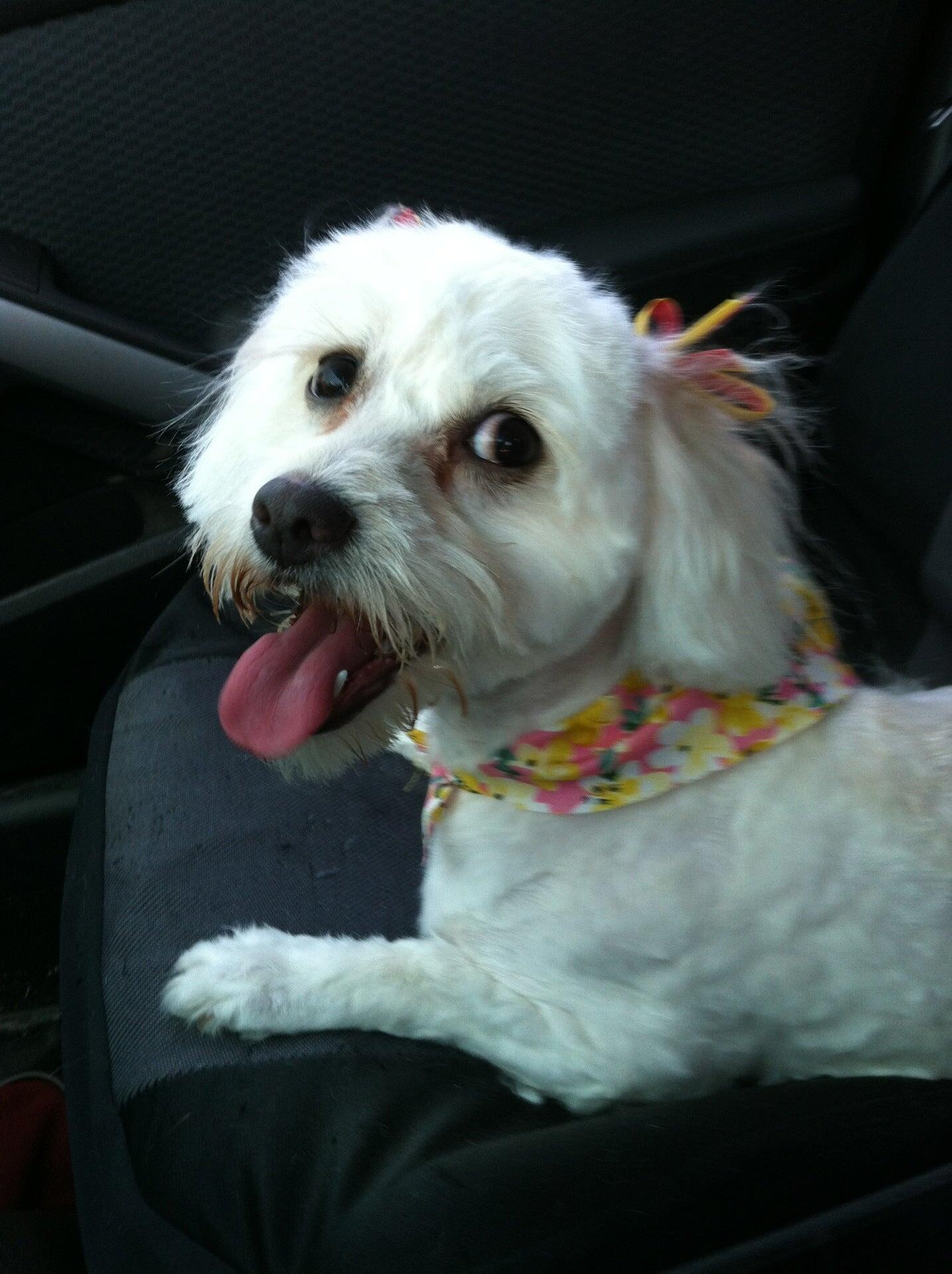 Mommies Pet Grooming El Paso, TX Nextdoor