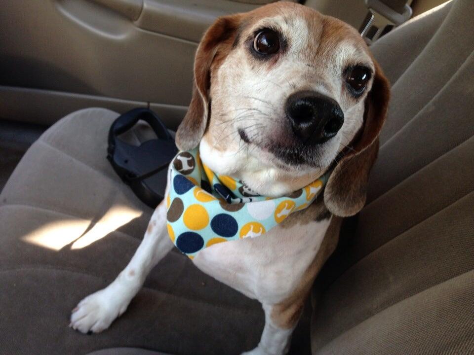 Grand Paws Pet Salon