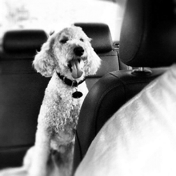 Slippery Rock Pet Grooming