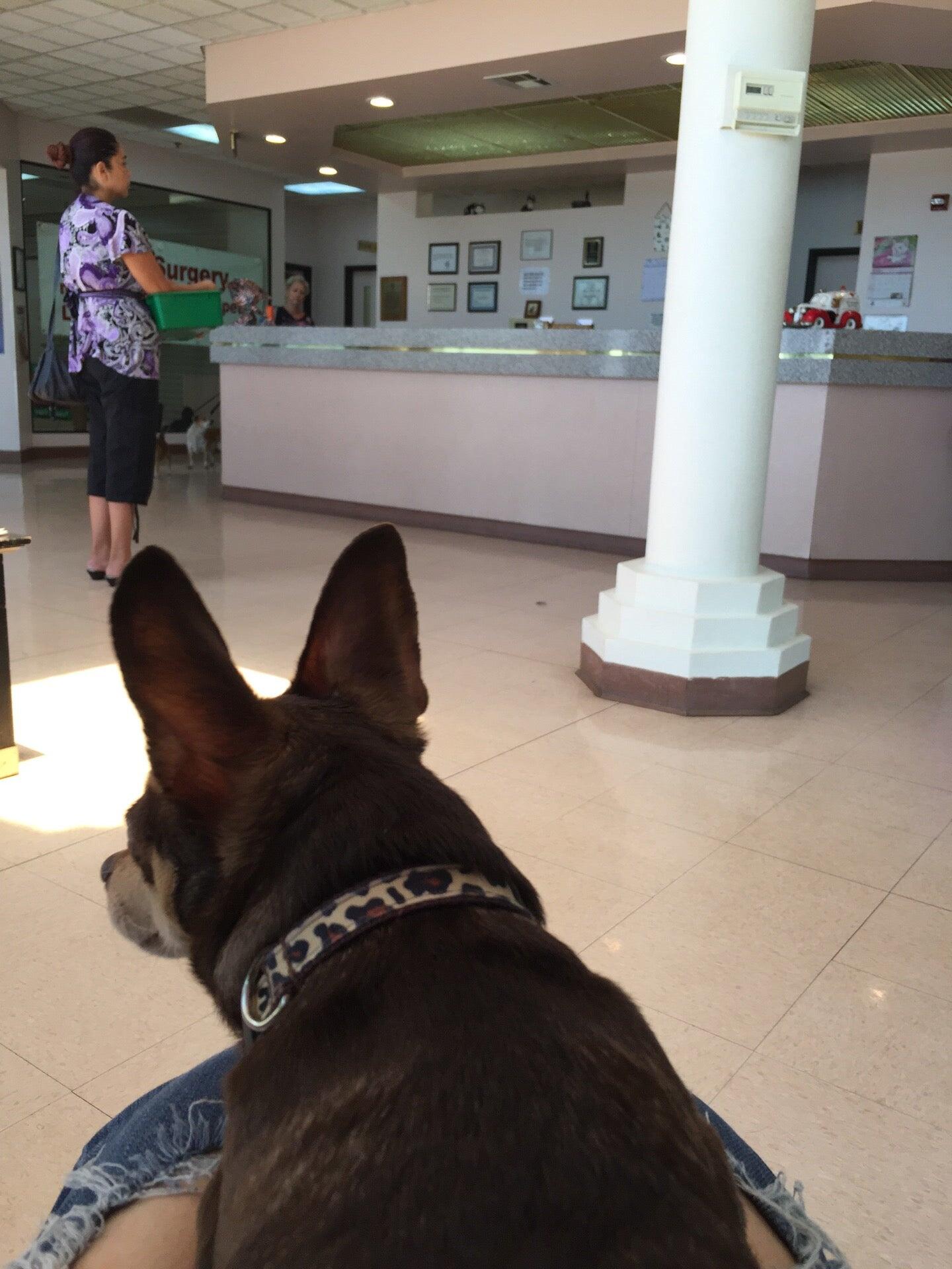 all paws animal clinic hesperia