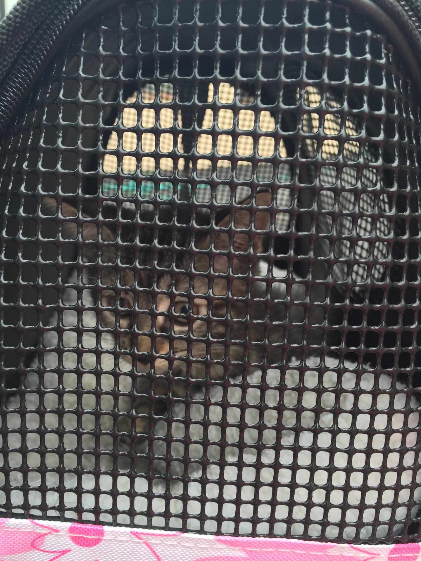 All Friends Veterinary Hospital