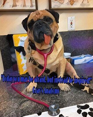 spencer springs animal hospital reviews