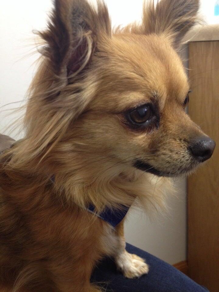 Rockbrook Animal Clinic Omaha, NE Nextdoor