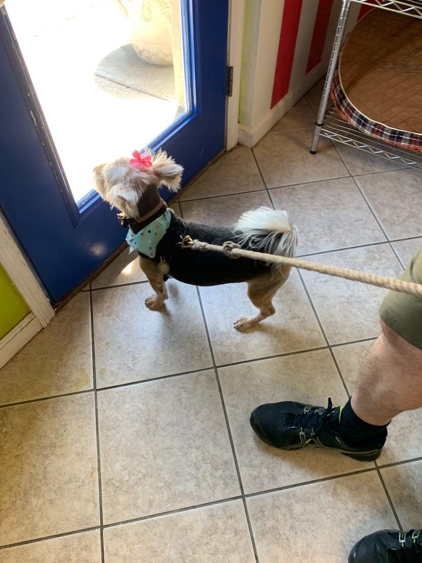 Splash and Dash GROOMERIE & BOUTIQUE Monroe, NY Nextdoor